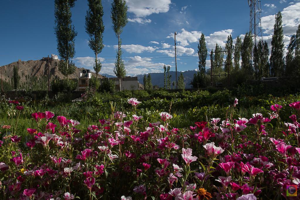 Shaolin Ladakh Hotel Leh Exterior photo